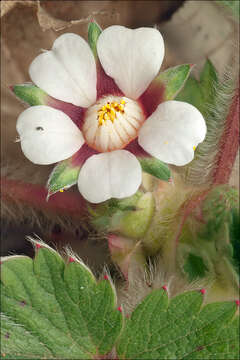 Image of pink barren strawberry