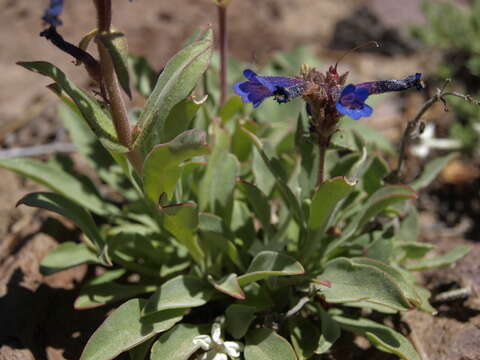 Image of low beardtongue