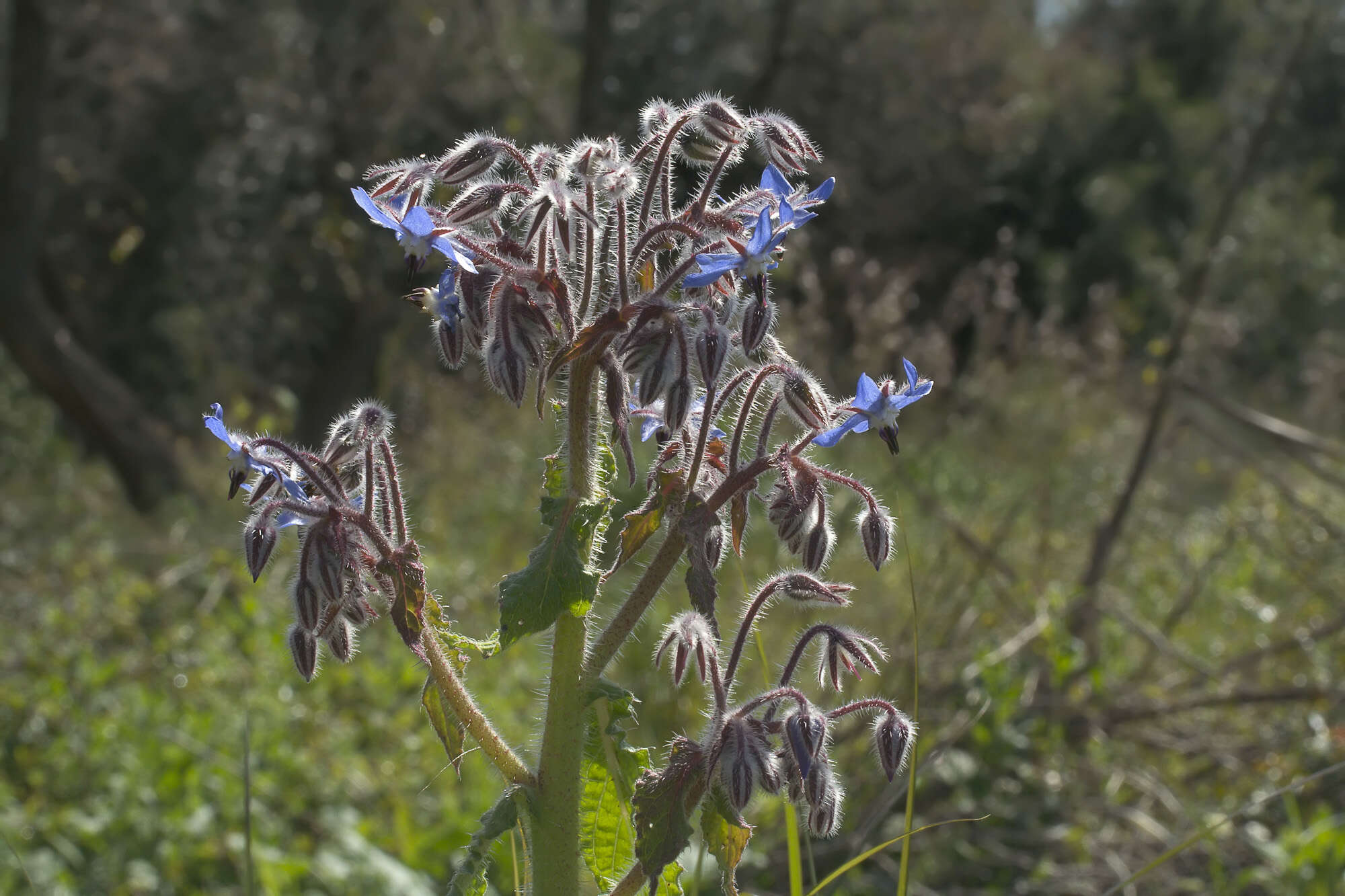 Image of borage