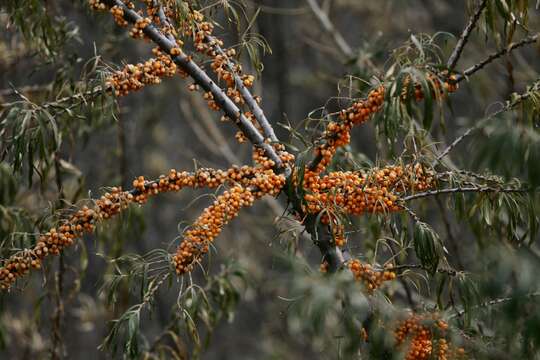 Image of Sea-buckthorn