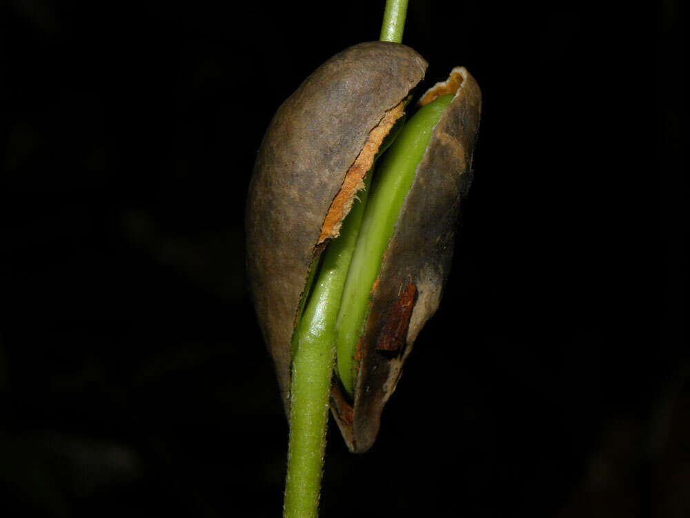 Image of Protium pecuniosum Daly