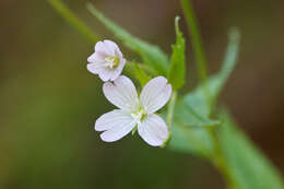 Image of alpine willowherb