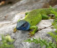 Image of green lizard