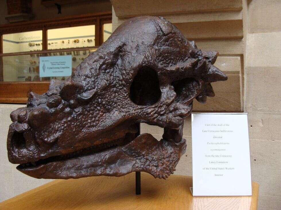 Image de Pachycephalosaurus Brown & Schlaikjer 1943