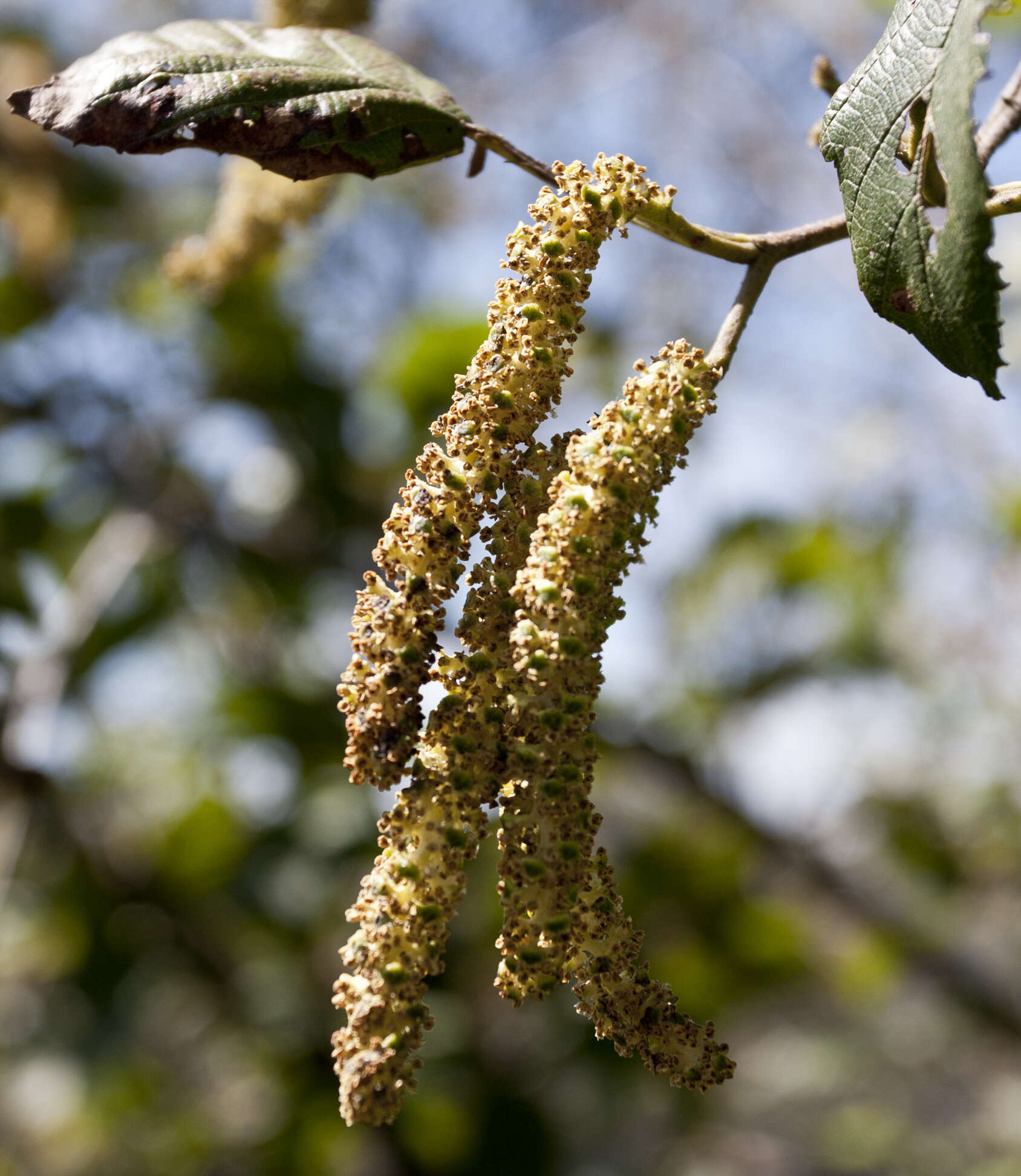 صورة Alnus acuminata Kunth