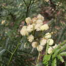 Acacia parramattensis Tindale resmi