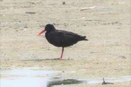 Image of oystercatchers