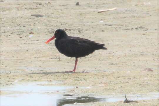 Image of African Black Oystercatcher