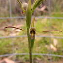 Image of Bird's-mouth orchid