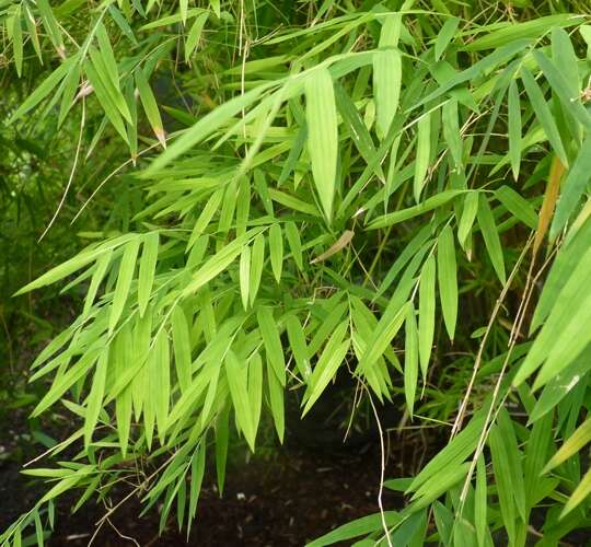 Image of chusquea bamboo