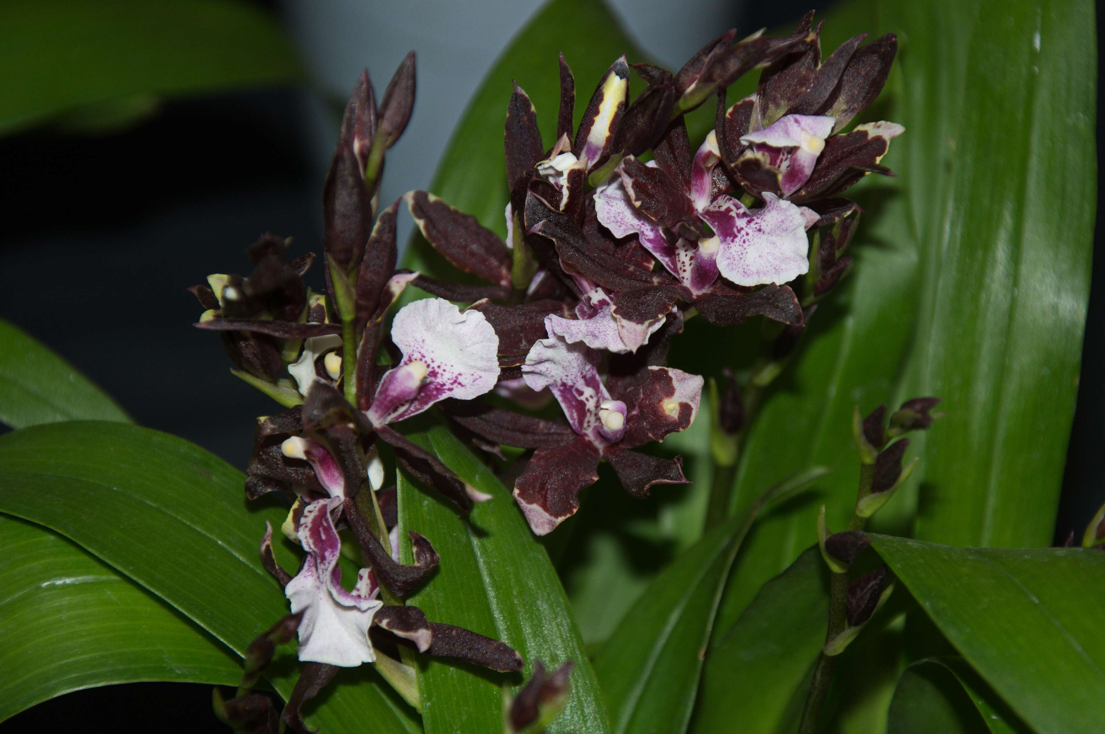 Image of Orchidaceae