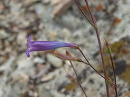 Image of pinyon beardtongue