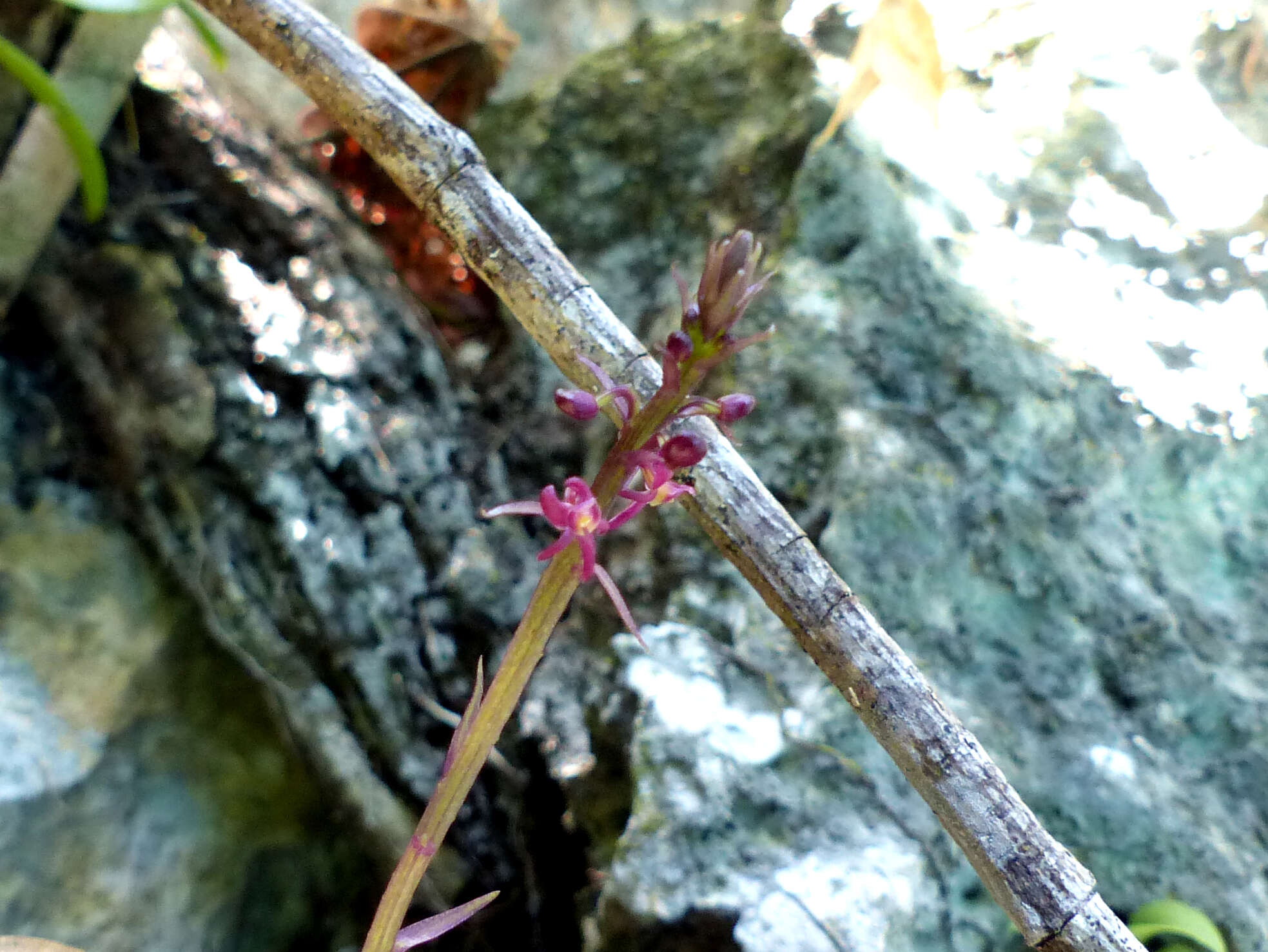 Image of Spur orchids