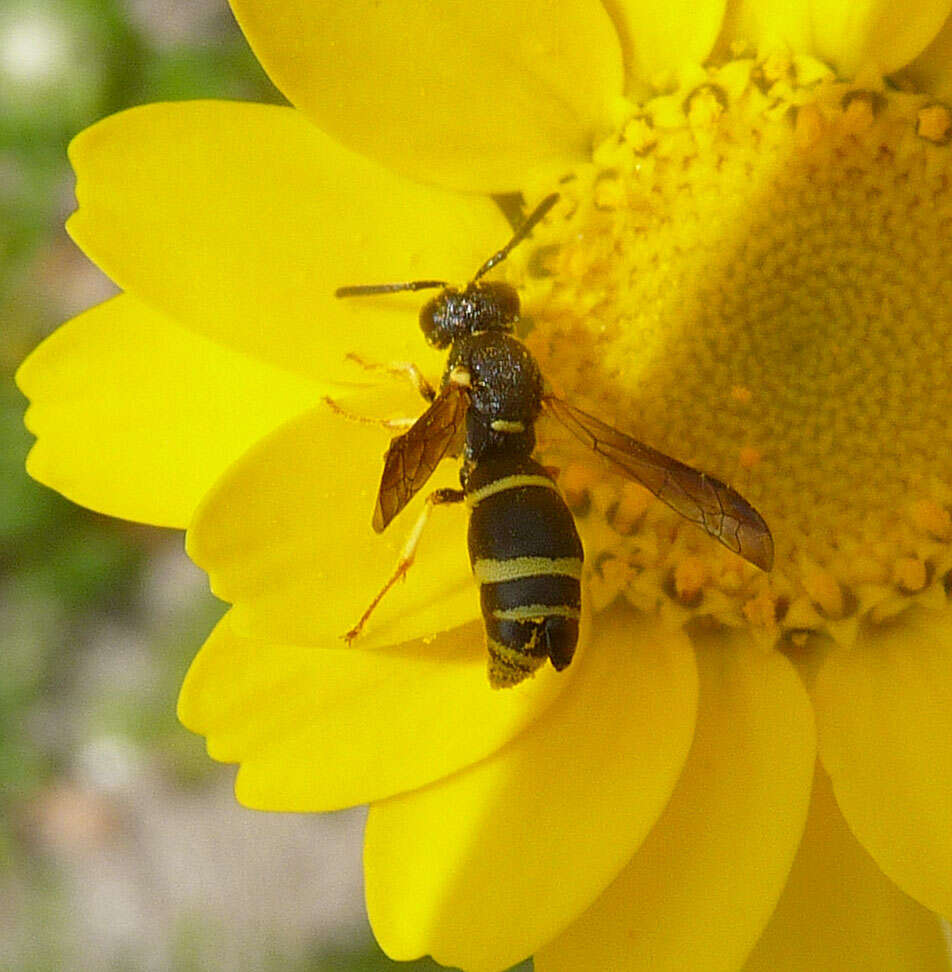 Image of Odynerus spinipes (Linnaeus 1758)