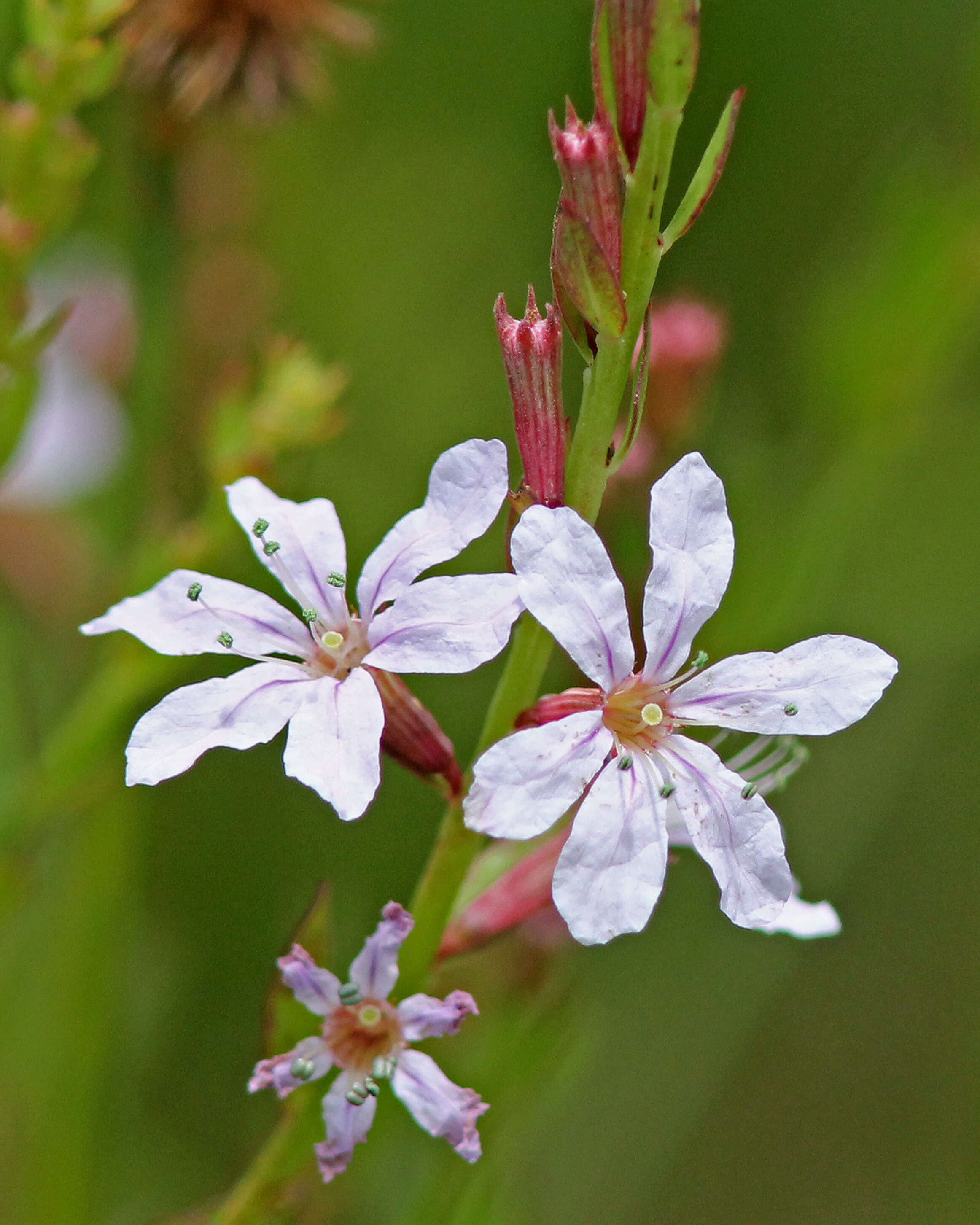 Imagem de Lythrum alatum Pursh