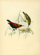 Image of Copper Sunbird