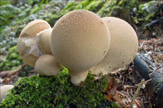 Image of Lycoperdon