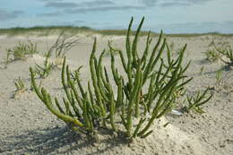 Image of Glasswort