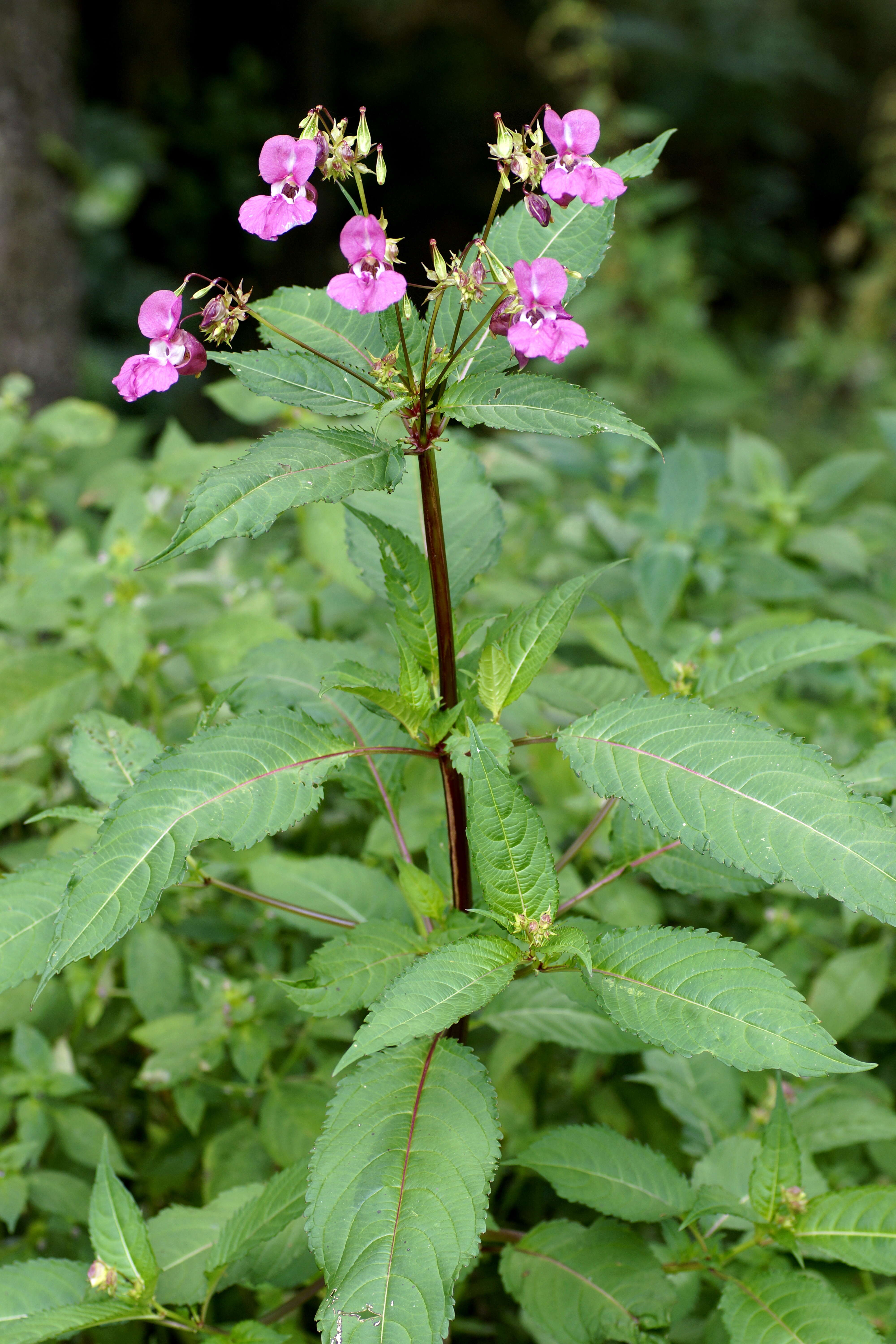 Image of Jewelweeds