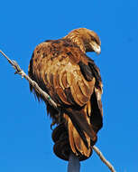 Image of Golden eagle