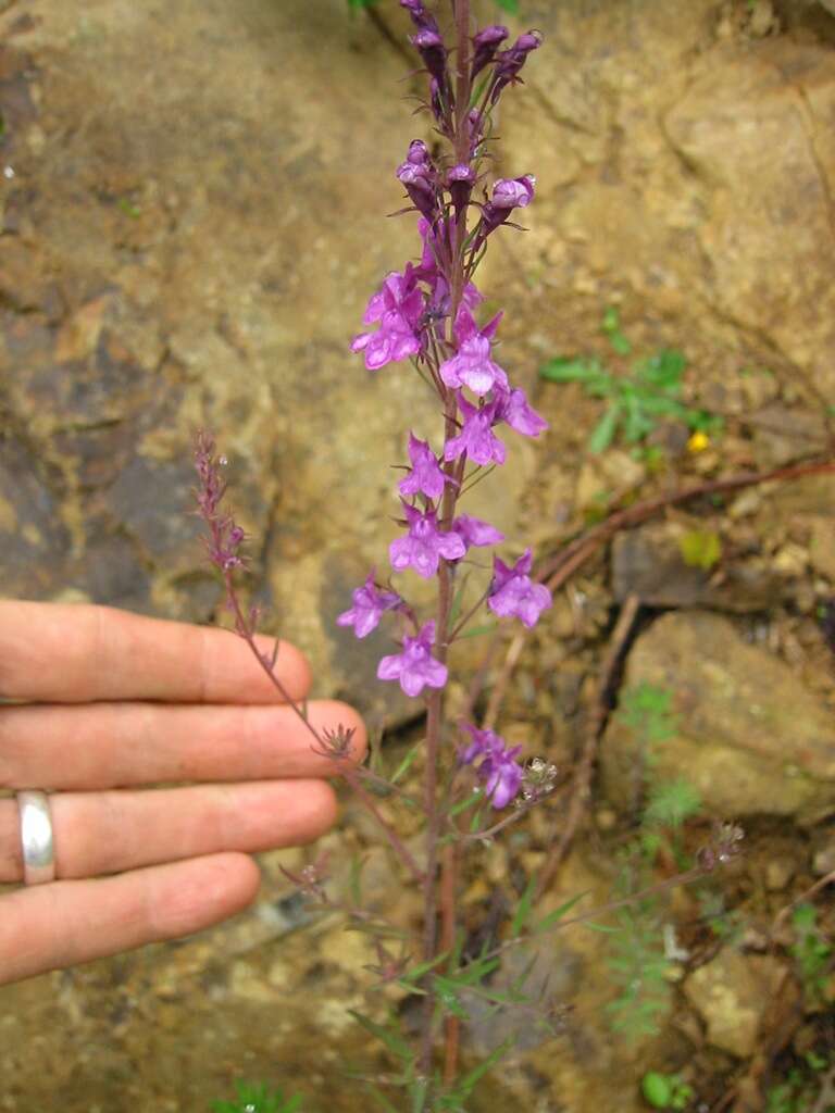 Image of Purple Toadflax