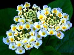 Image of lantana