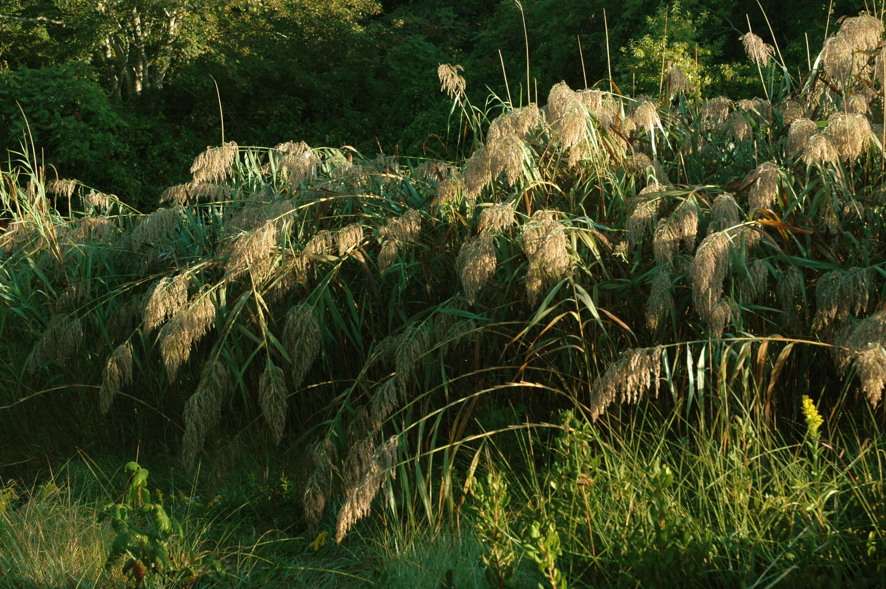 Слика од Phragmites communis