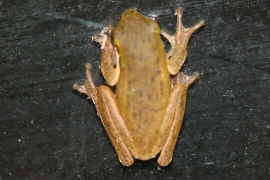 Image of Eastern Dwarf Tree Frog