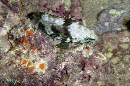 Image of Dwarf-spotted Grouper