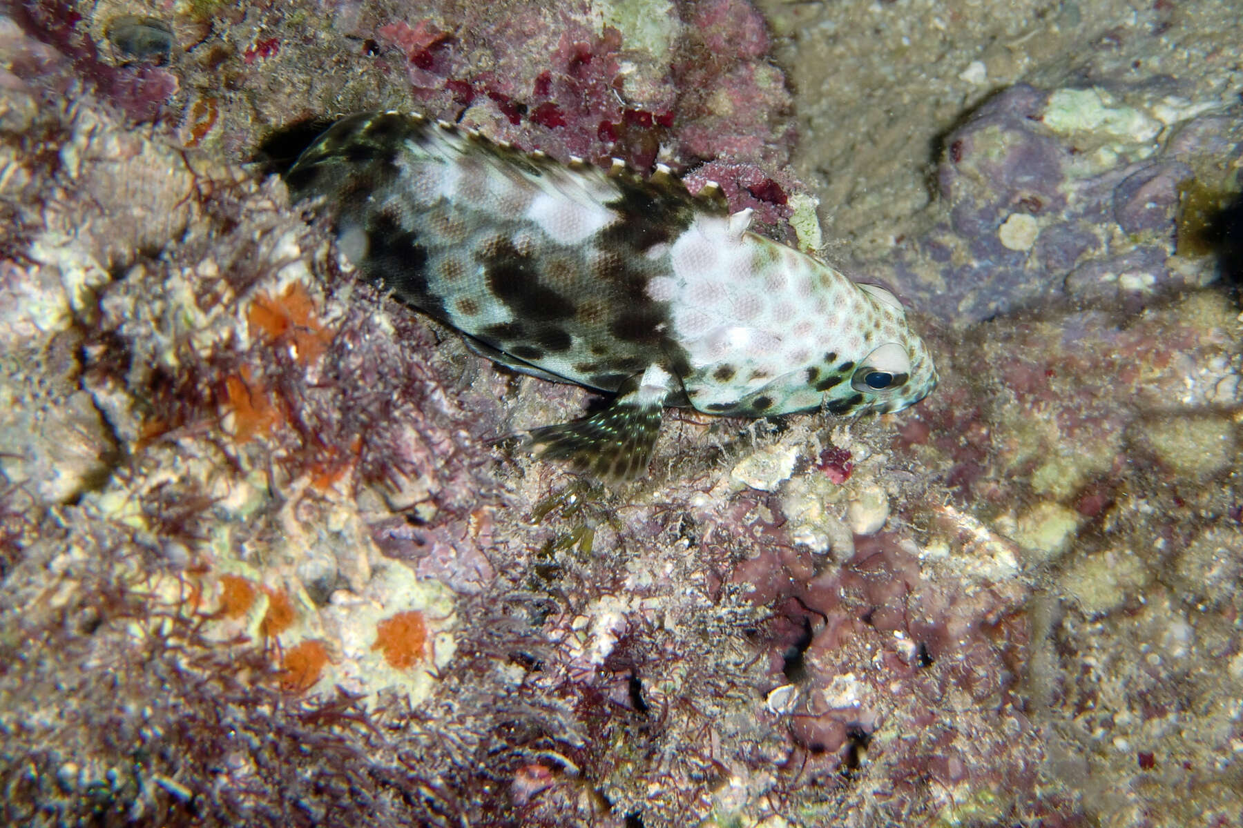 Image of Dwarf-spotted Grouper