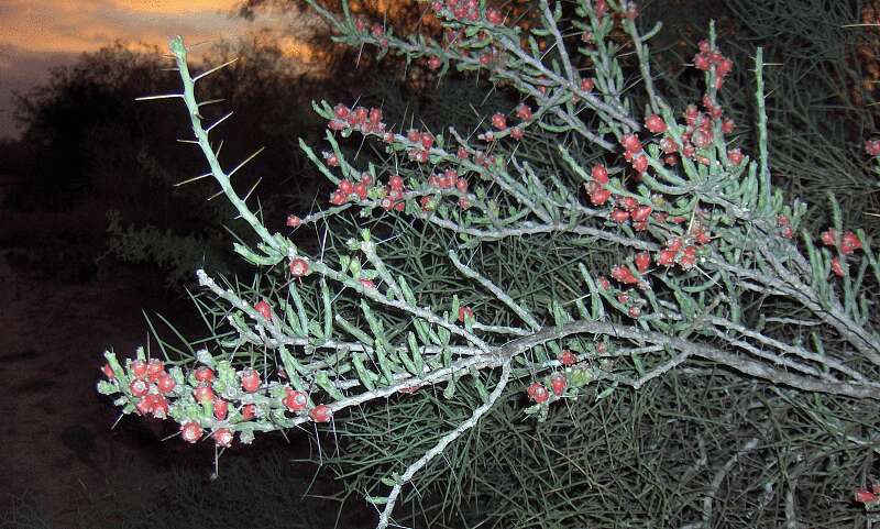 Image de Cylindropuntia leptocaulis (DC.) F. M. Knuth