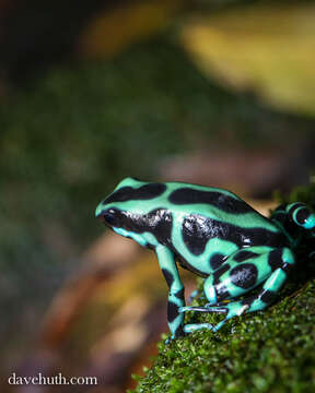 Image of Dendrobates Wagler 1830