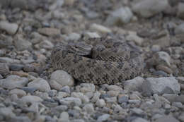 Image of Northern Pacific Rattlesnake