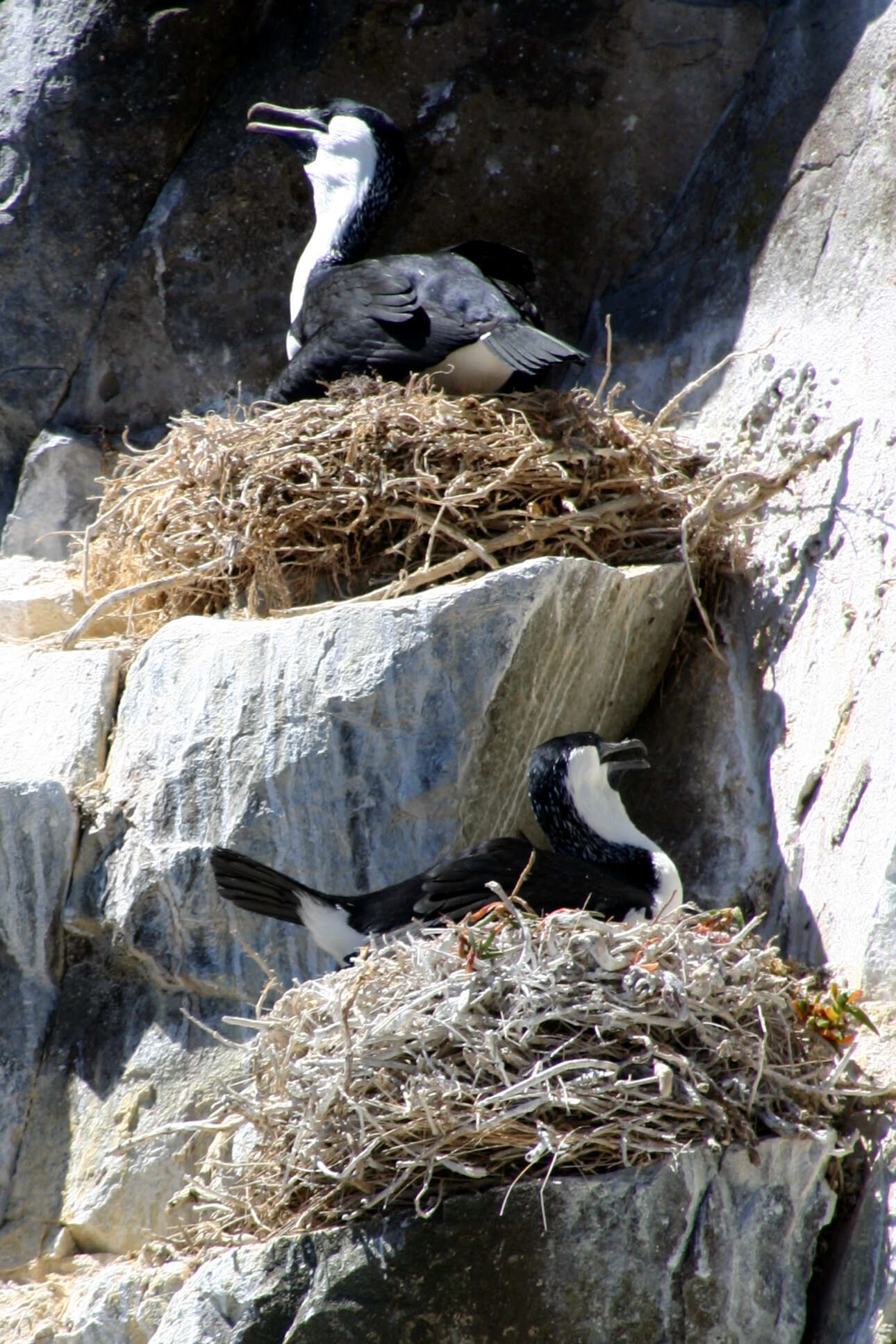 Plancia ëd Phalacrocorax fuscescens (Vieillot 1817)