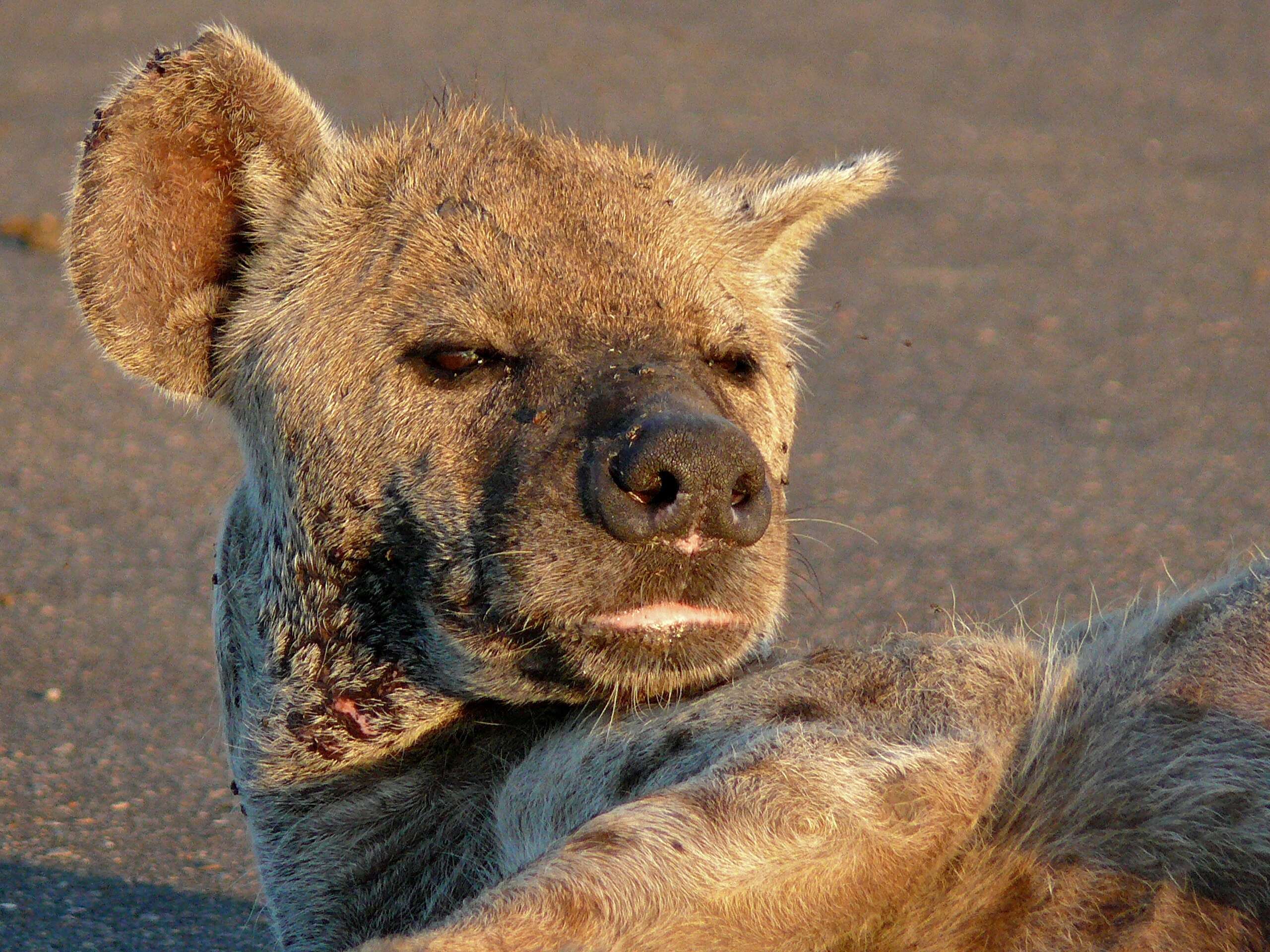 Image of Spotted Hyaenas