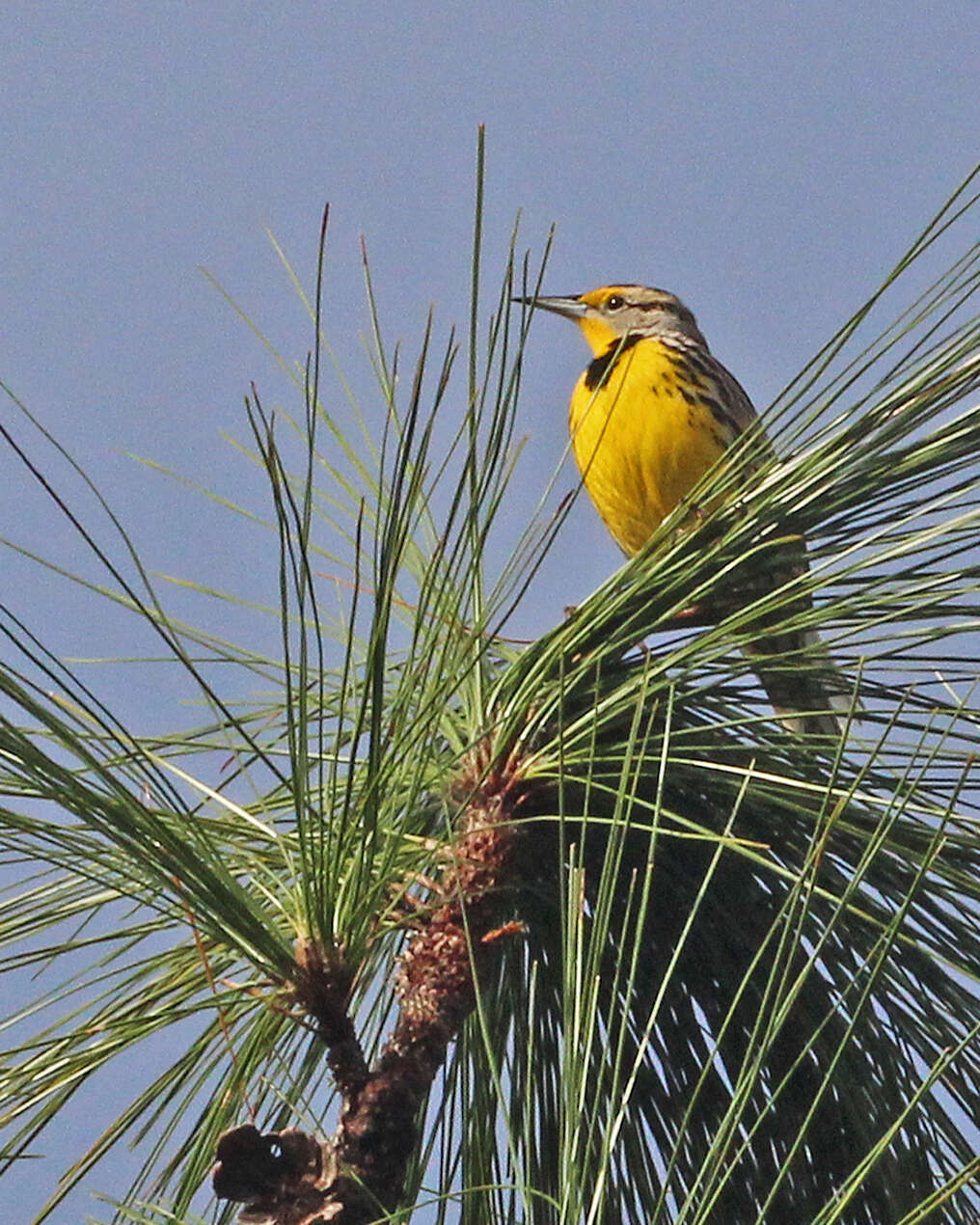 Sturnella magna (Linnaeus 1758) resmi