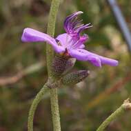 Imagem de Pleroma aegopogon (Naud.) Triana