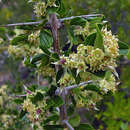 Image of Trevoa quinquenervia Gill. & Hook.