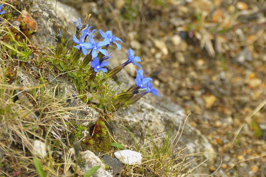 Image of Gentiana verna subsp. verna