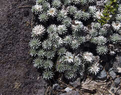 Plancia ëd Psychrophyton grandiflorum (Hook. fil.) Beauv.