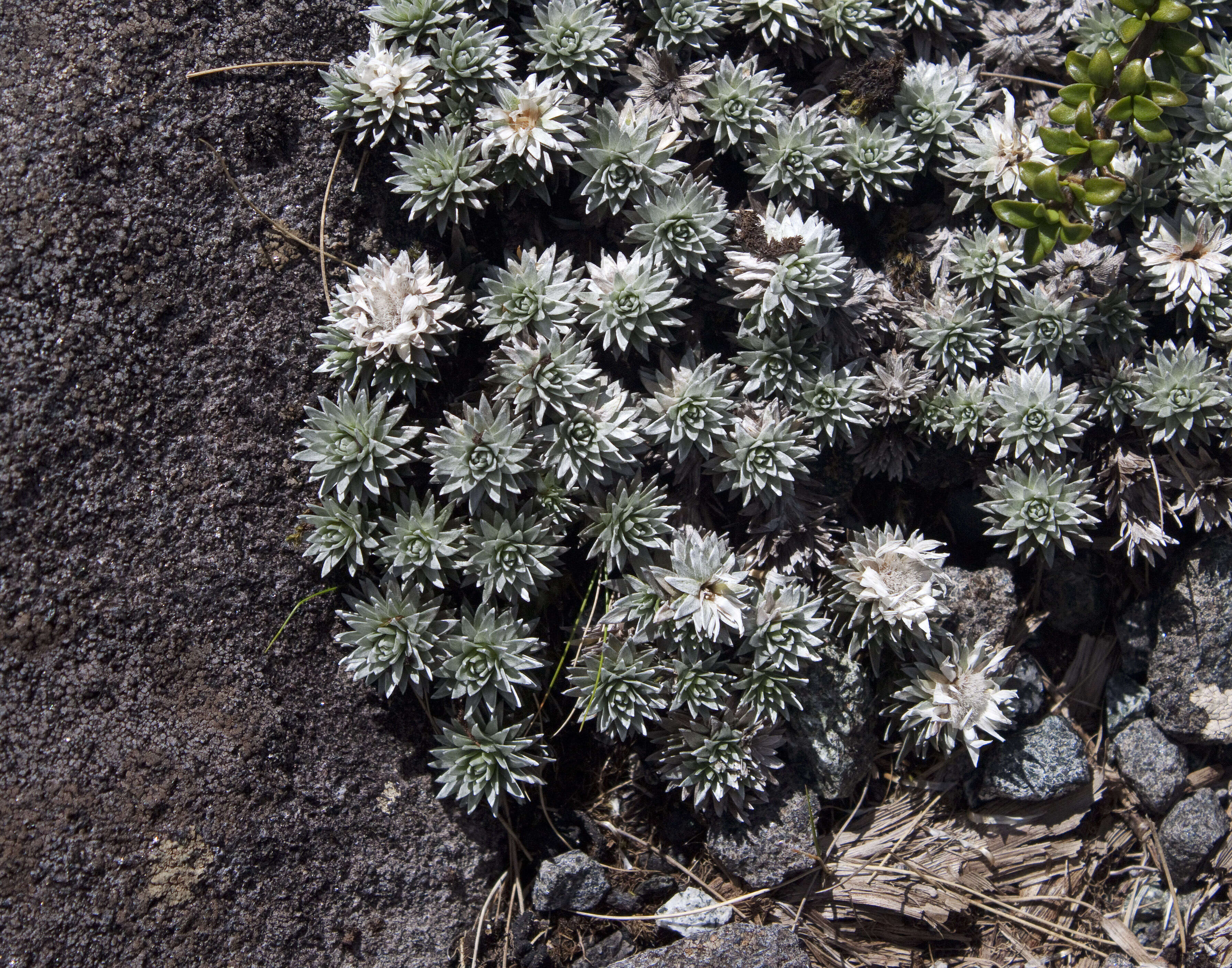 Image of Psychrophyton grandiflorum (Hook. fil.) Beauv.