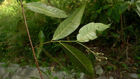 Image of Rinorea bahiensis (Moricand) Kuntze