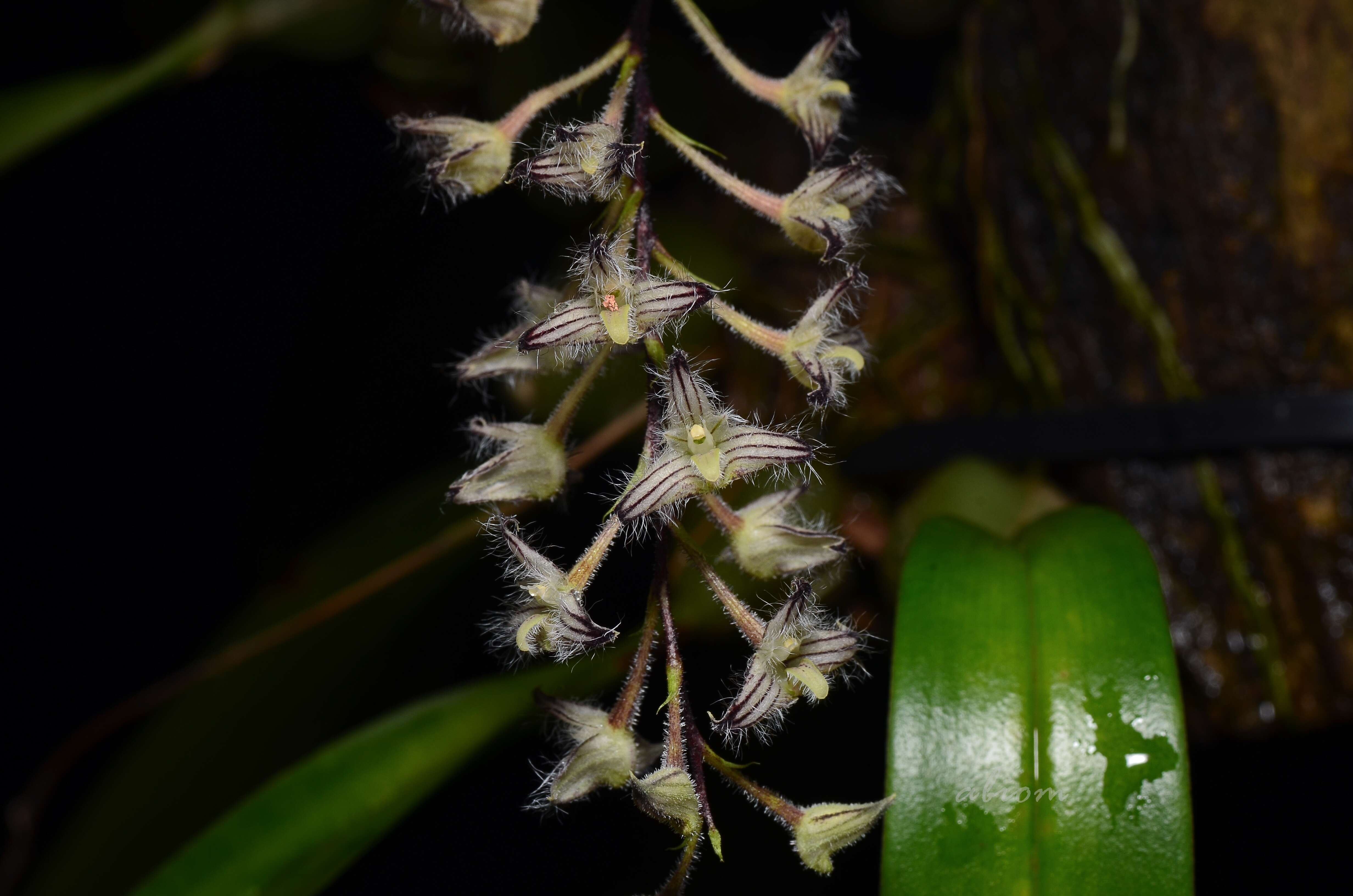 Image of Bulbophyllum lindleyanum Griff.