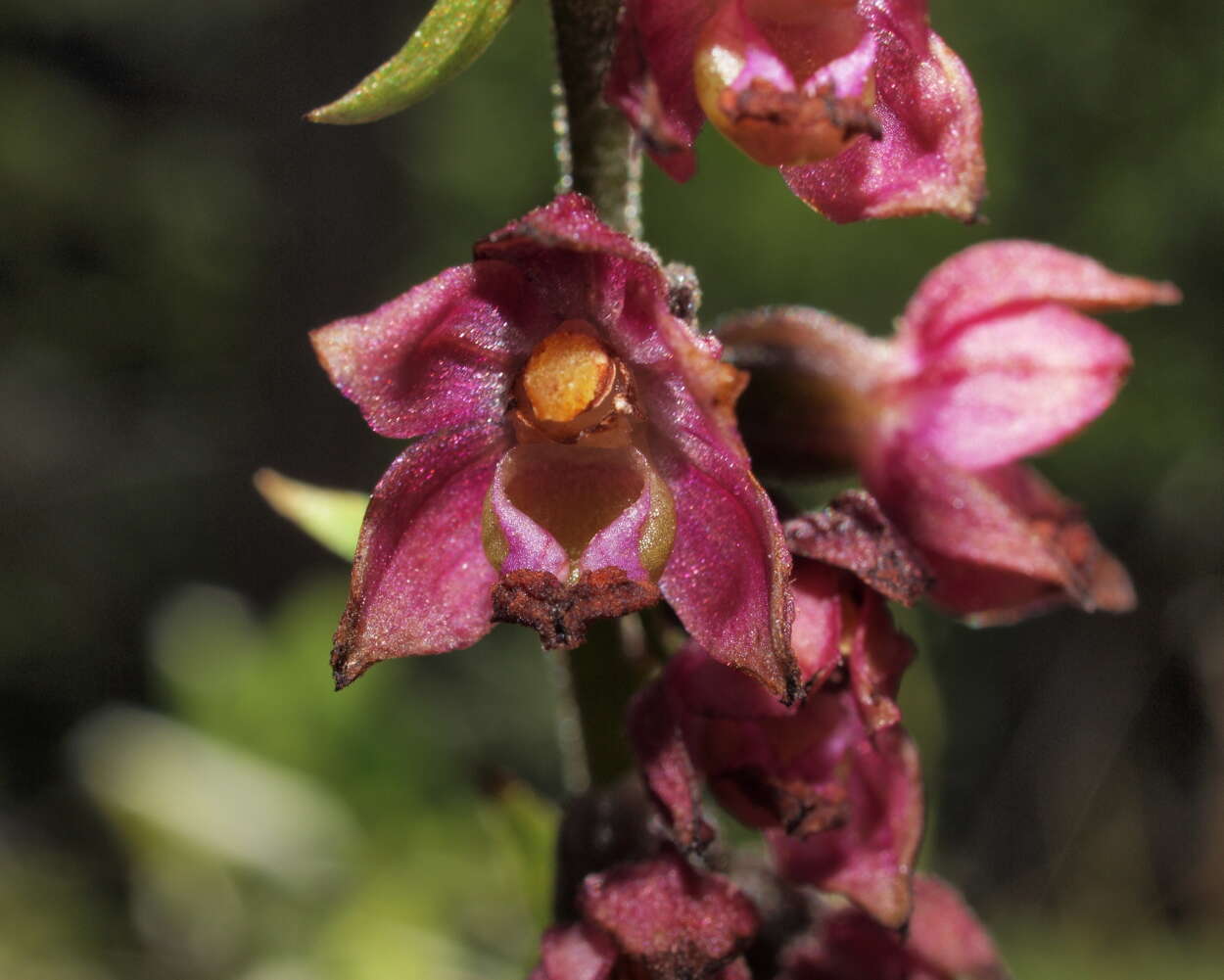 Image of Helleborine