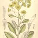 Image of Brachyglottis laxifolia (Buchan.) B. Nord.