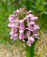 Dactylorhiza incarnata (L.) Soó resmi