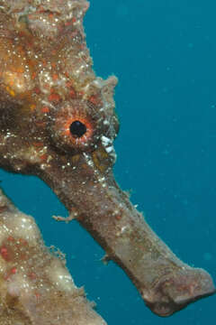 Image of Great Seahorse