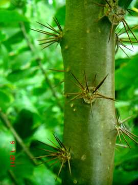 Image of Leaf Cacti