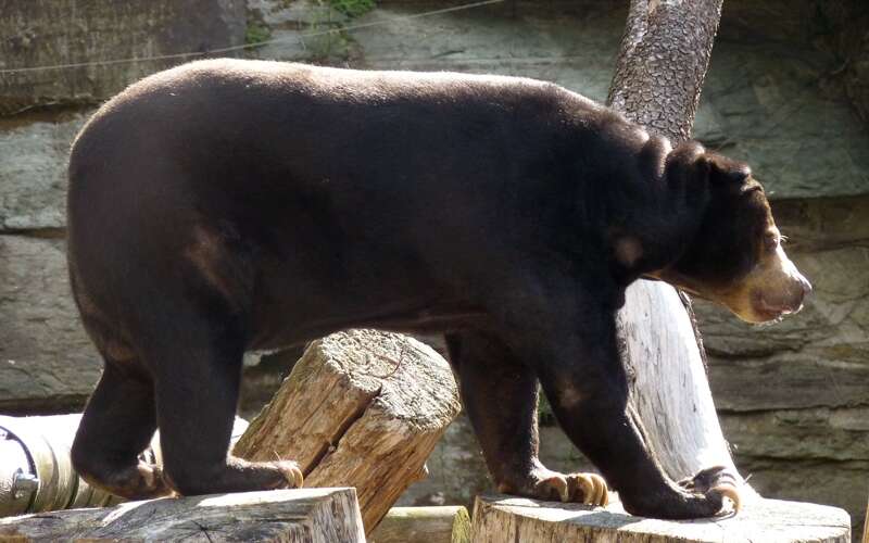 Image of Sun bear