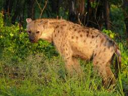 Image of Spotted Hyaenas